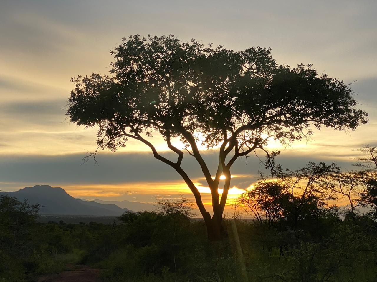 A flat-topped acacia silhouetted against the sunset, hills on the horizon