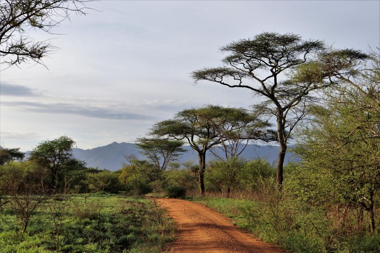 A red earth track under flat-topped acacias, Zulia