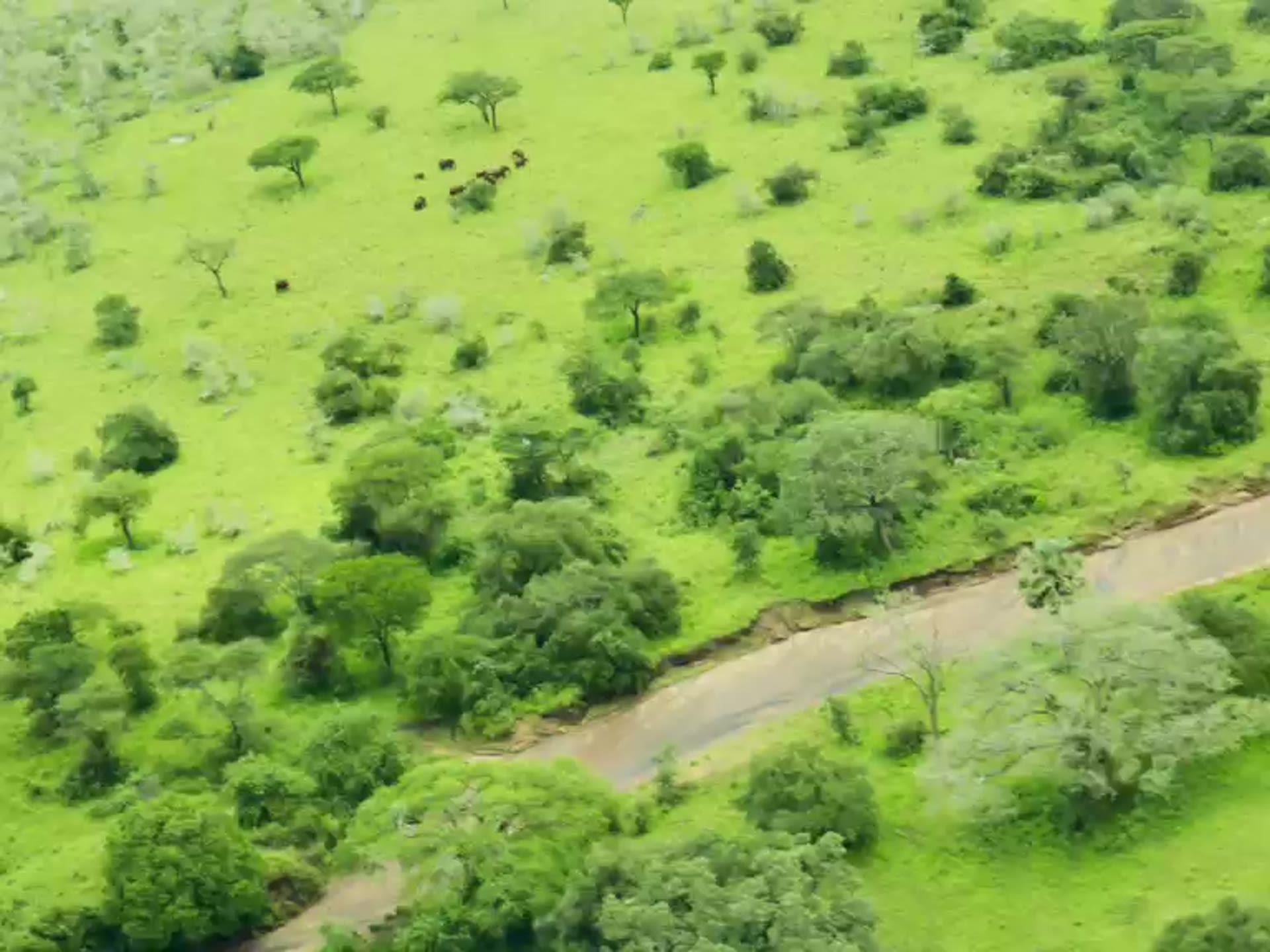 Aerial view of an inselberg rising from green savanna