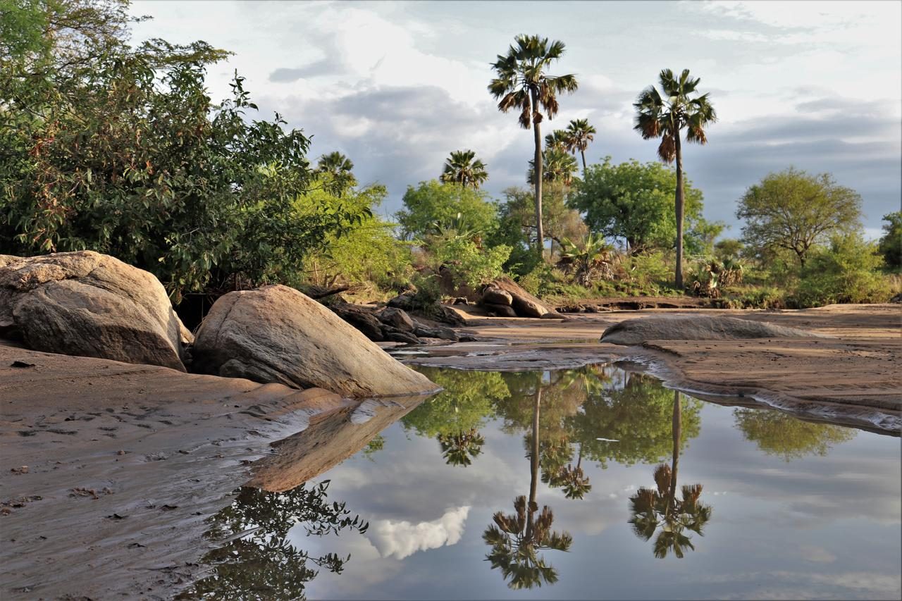 Borassus palms reflected in a rock pool in the Kidepo riverbed