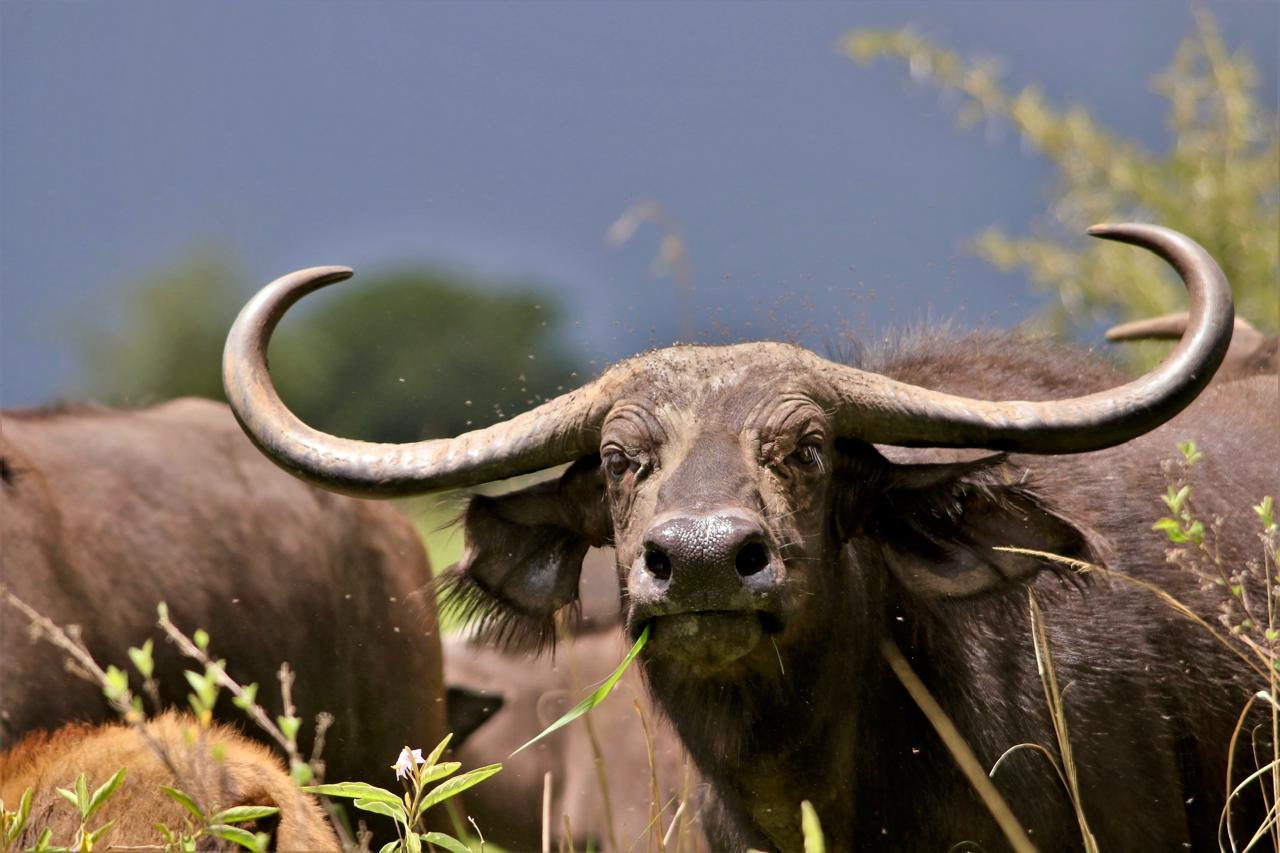 A buffalo bull looking up from the herd, horns against a stormy sky