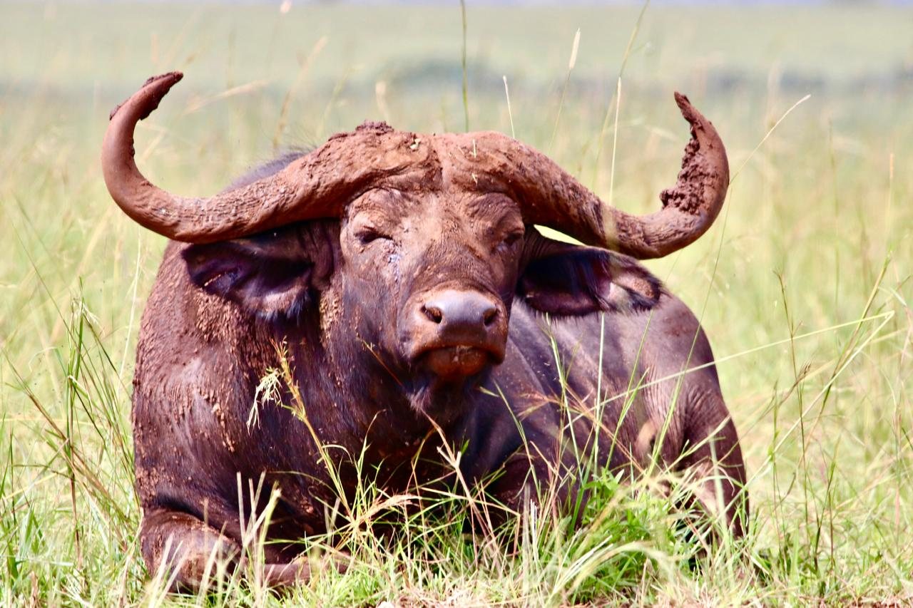 A buffalo bull lying in long grass