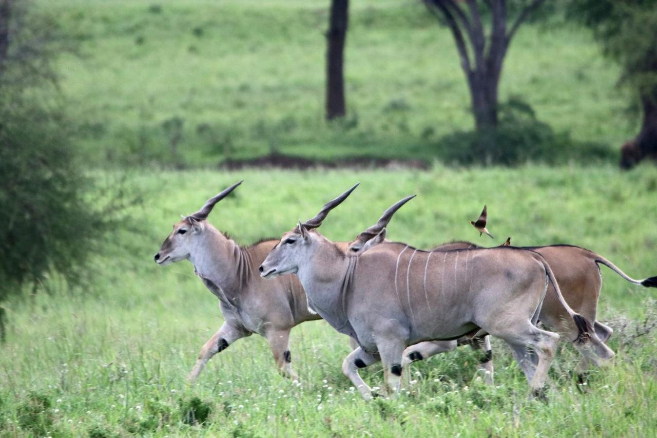 Three eland moving through green grass under acacias