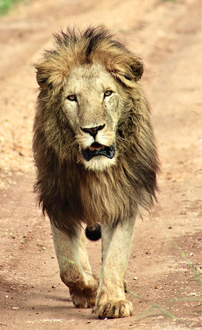 A black-maned lion walking straight down a red earth track