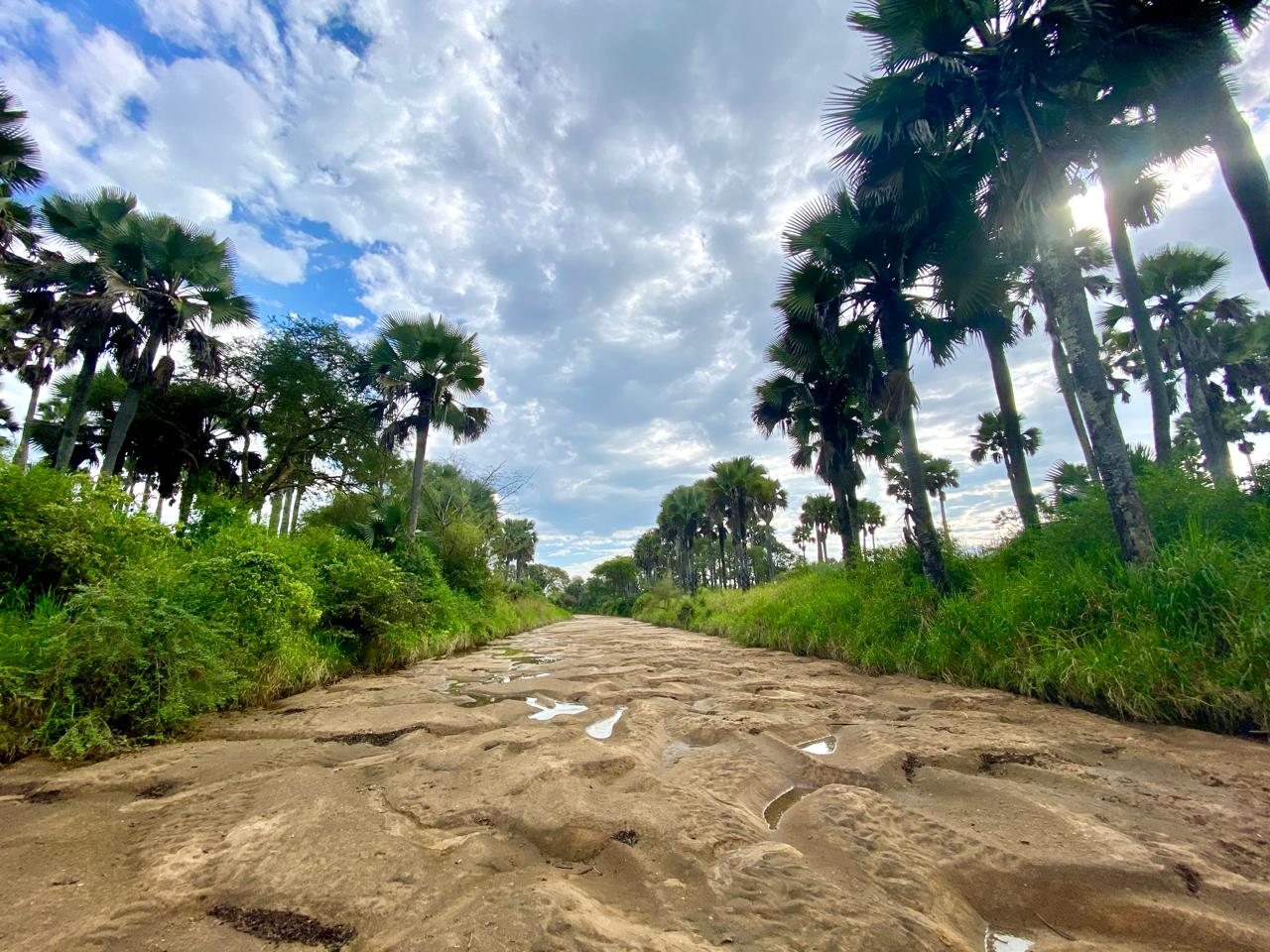 A rock riverbed running between borassus palms and riverine forest