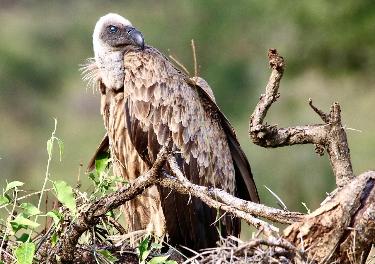 A vulture perched on a dead branch